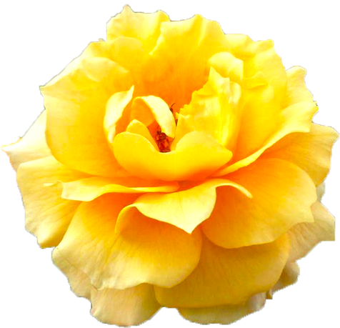 オレンジ色のバラの花の切抜き画像5