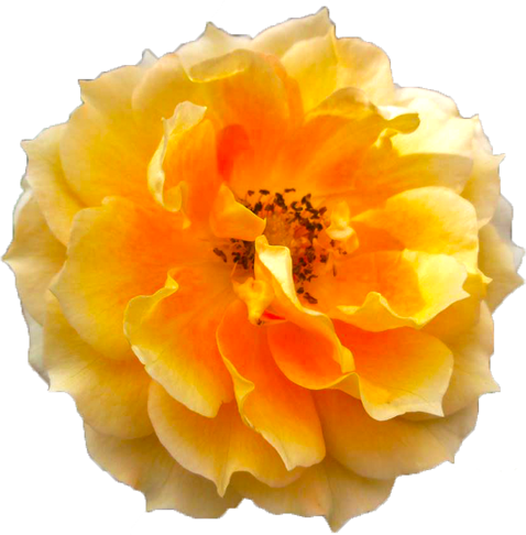 オレンジ色のバラの花の切抜き画像6