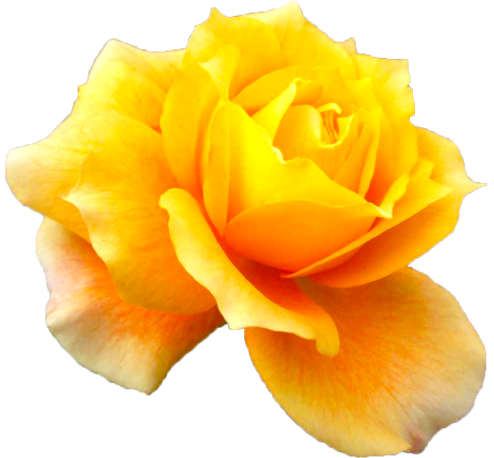 オレンジ色のバラの花の切抜き画像7