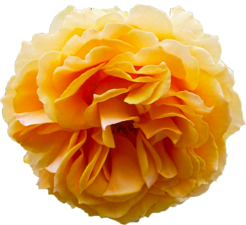 オレンジ色のバラの花の切抜き画像8
