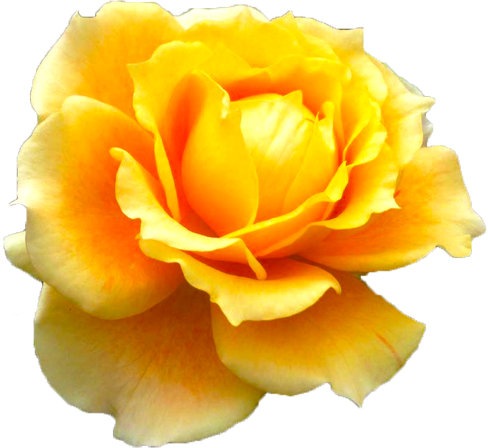 オレンジ色のバラの花の切抜き画像9