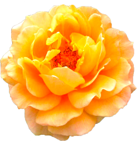 オレンジ色のバラの花の切抜き画像1