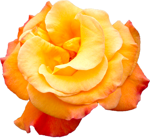 オレンジ色のバラの花の切抜き画像3