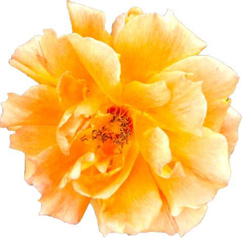 オレンジ色のバラの花の切抜き画像5