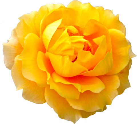 オレンジ色のバラの花の切抜き画像7