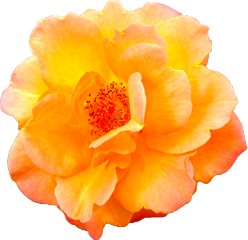 オレンジ色のバラの花の切抜き画像10