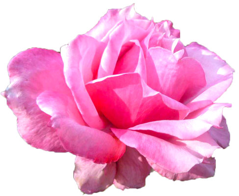 ピンク色のバラの花の切抜き画像2