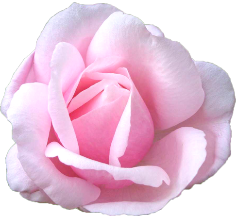 ピンク色のバラの花の切抜き画像3
