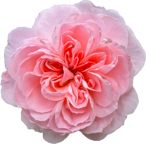 ピンク色のバラの花の切抜き画像4