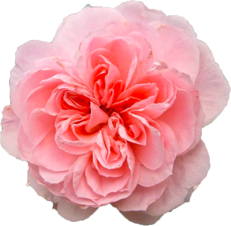 ピンク色のバラの花の切抜き画像5
