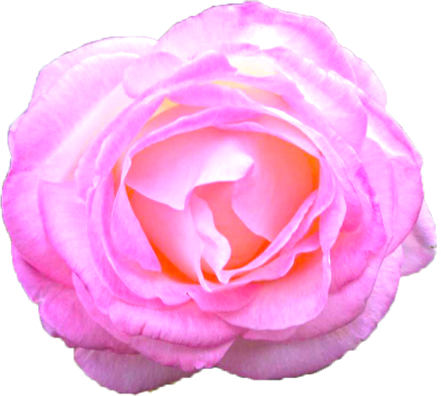 ピンク色のバラの花の切抜き画像6