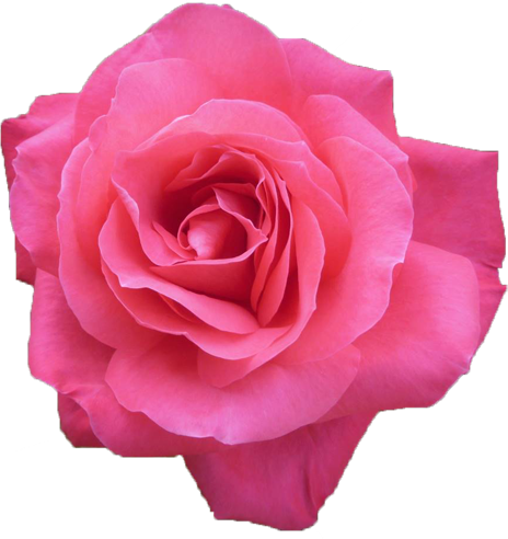 ピンク色のバラの花の切抜き画像7