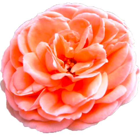 ピンク色のバラの花の切抜き画像1