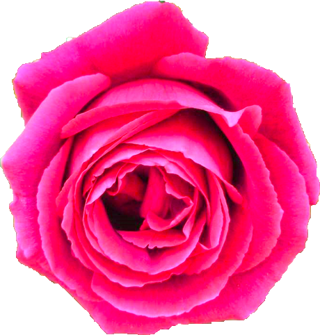 ピンク色のバラの花の切抜き画像3