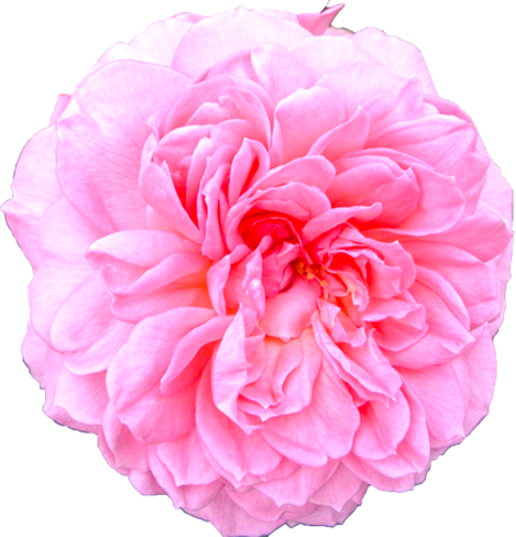 ピンク色のバラの花の切抜き画像6