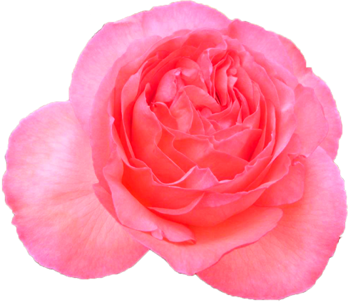 ピンク色のバラの花の切抜き画像7