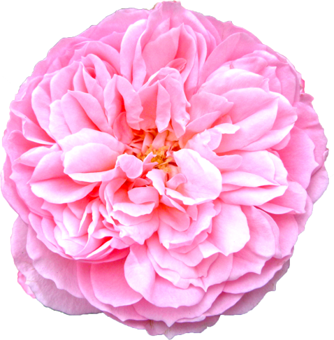 ピンク色のバラの花の切抜き画像8