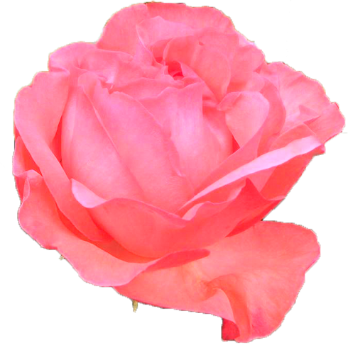 ピンク色のバラの花の切抜き画像9