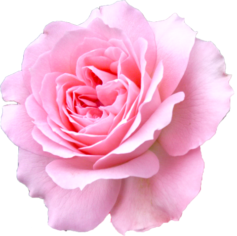 ピンク色のバラの花の切抜き画像10