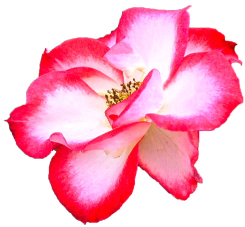 ピンクと白色のバラの花の切抜き画像1