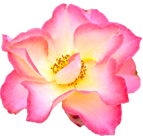 ピンクと白色のバラの花の切抜き画像3