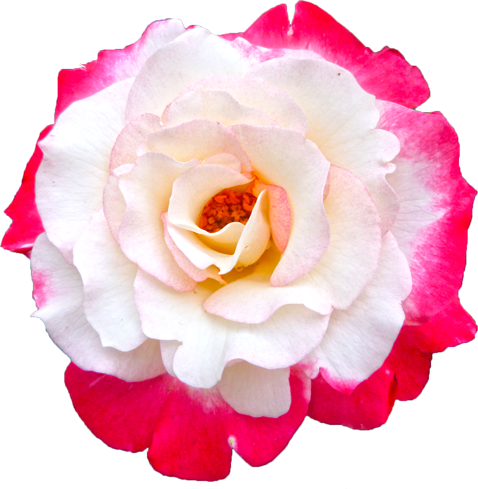 ピンクと白色のバラの花の切抜き画像5