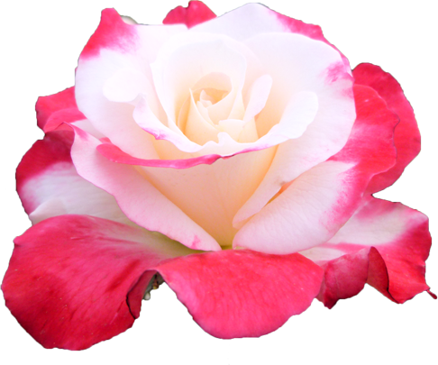 ピンクと白色のバラの花の切抜き画像6