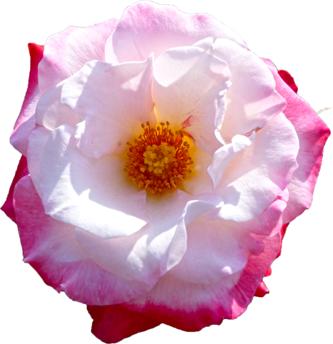 ピンクと白色のバラの花の切抜き画像7