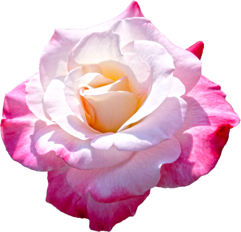 ピンクと白色のバラの花の切抜き画像8