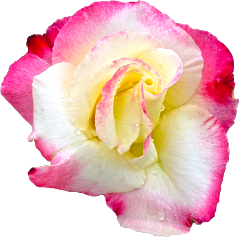 ピンクと白色のバラの花の切抜き画像9