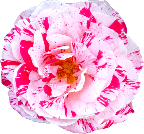 ピンクと白色のバラの花の切抜き画像10