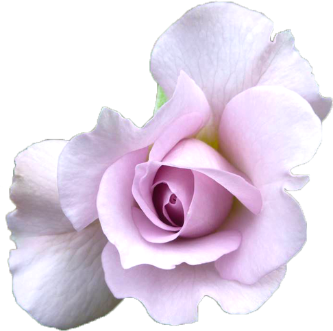 紫色のバラの花の切抜き画像1