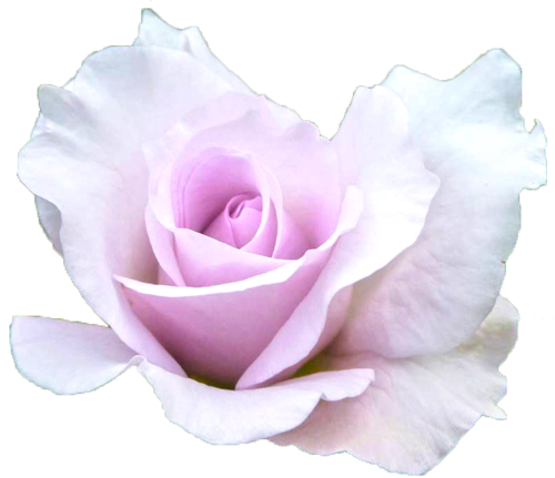 紫色のバラの花の切抜き画像2