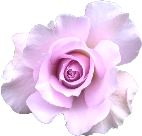 紫色のバラの花の切抜き画像3