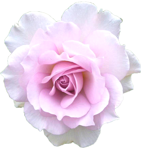 紫色のバラの花の切抜き画像4