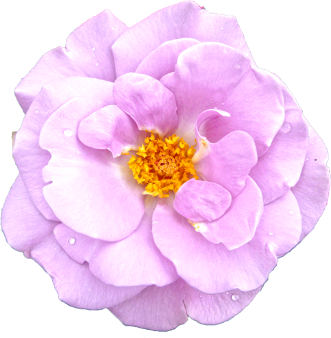 紫色のバラの花の切抜き画像5