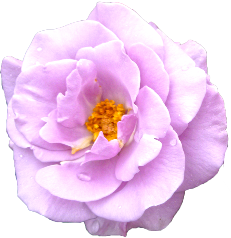 紫色のバラの花の切抜き画像6