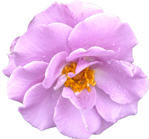 紫色のバラの花の切抜き画像7