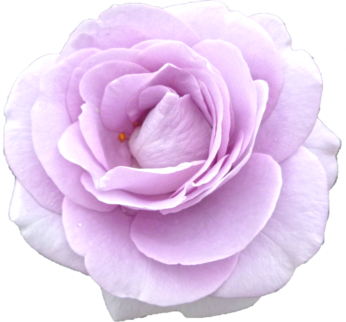 紫色のバラの花の切抜き画像8