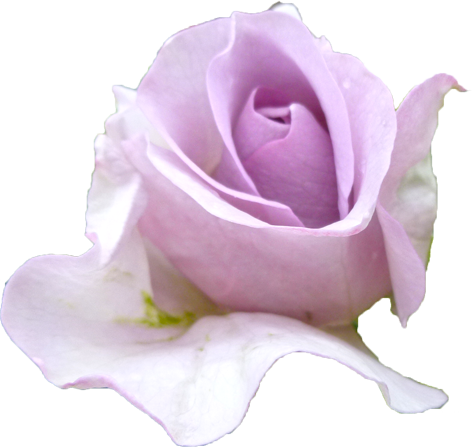 紫色のバラの花の切抜き画像9