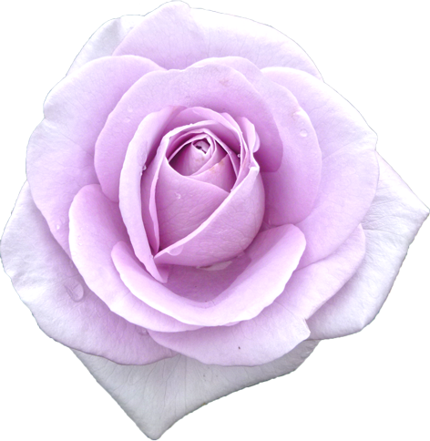 紫色のバラの花の切抜き画像10