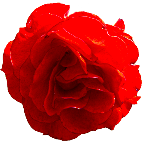 赤色のバラの花の切抜き画像1