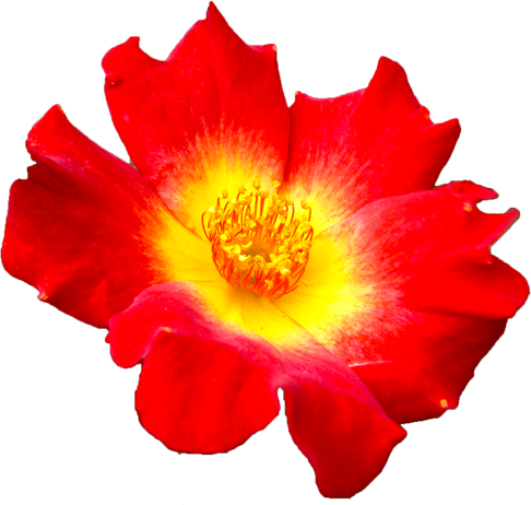 赤色のバラの花の切抜き画像2