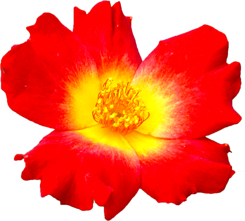 赤色のバラの花の切抜き画像3