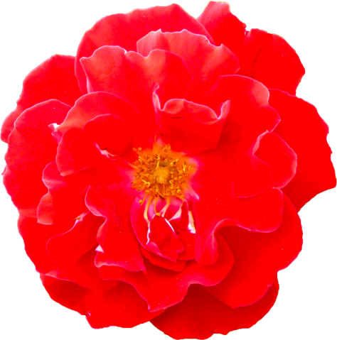 赤色のバラの花の切抜き画像4