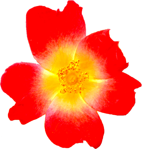 赤色のバラの花の切抜き画像5