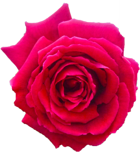赤色のバラの花の切抜き画像6