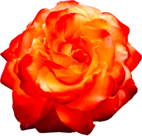 赤色のバラの花の切抜き画像7