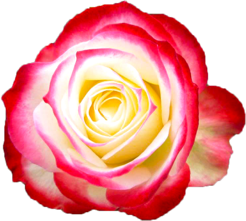 赤と白色のバラの花の切抜き画像1