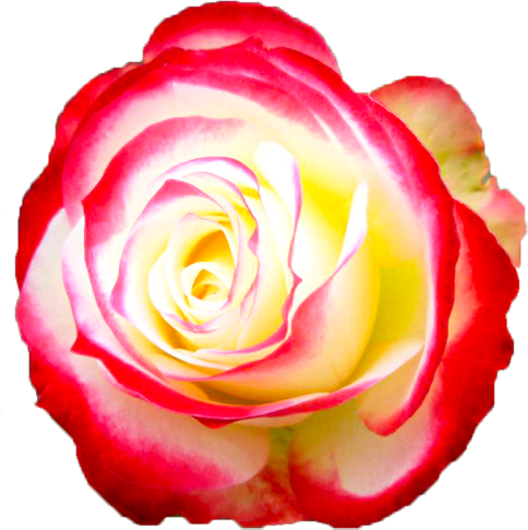 赤と白色のバラの花の切抜き画像2
